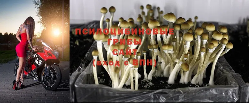 Галлюциногенные грибы Cubensis  что такое наркотик  Верхоянск 